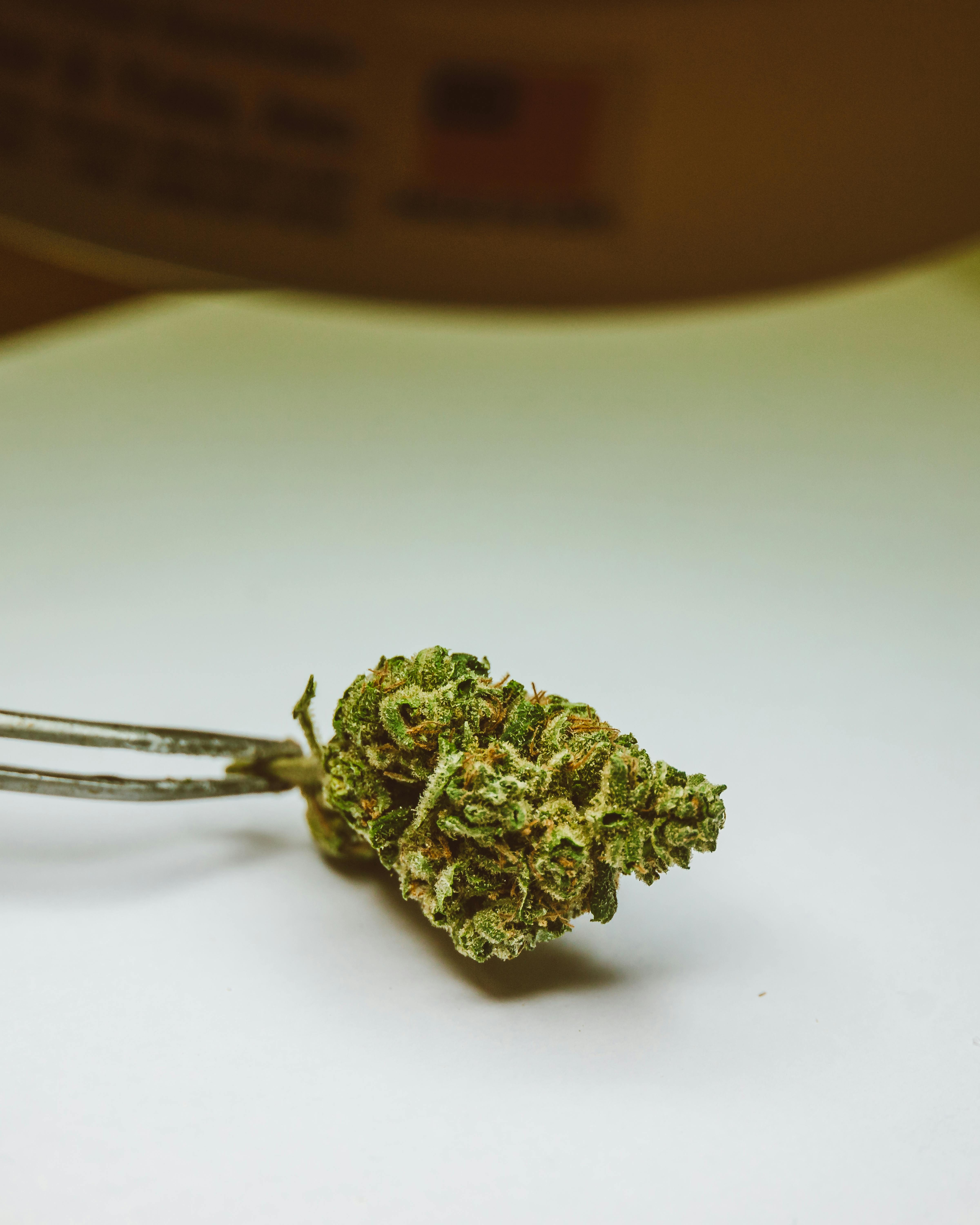 CBD во Франции — легальные продукты и содержание THC в 2026 году